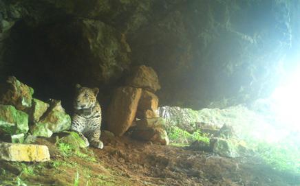 The leopard (above) was fitted with a GPS satellite collar and microchip before its release into the wild. File Pic